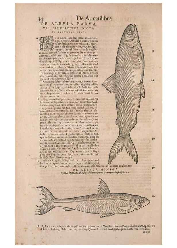 Reproducción/Reproduction 15382764110: Conradi Gesneri medici Tigurini Historiae animalium liber IV :. Francofurti :In Bibliopolio Andreae Cambieri,anno MDCIIII [1604]