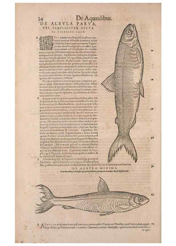 Reproducción/Reproduction 15382764110: Conradi Gesneri medici Tigurini Historiae animalium liber IV :. Francofurti :In Bibliopolio Andreae Cambieri,anno MDCIIII [1604]