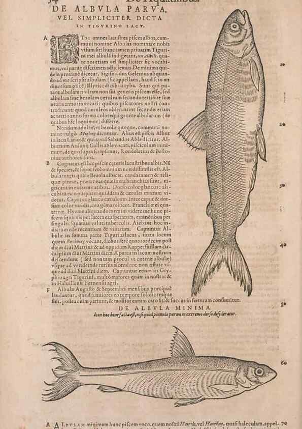 Reproducción/Reproduction 15382764110: Conradi Gesneri medici Tigurini Historiae animalium liber IV :. Francofurti :In Bibliopolio Andreae Cambieri,anno MDCIIII [1604]