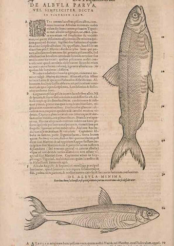 Reproducción/Reproduction 15382764110: Conradi Gesneri medici Tigurini Historiae animalium liber IV :. Francofurti :In Bibliopolio Andreae Cambieri,anno MDCIIII [1604]