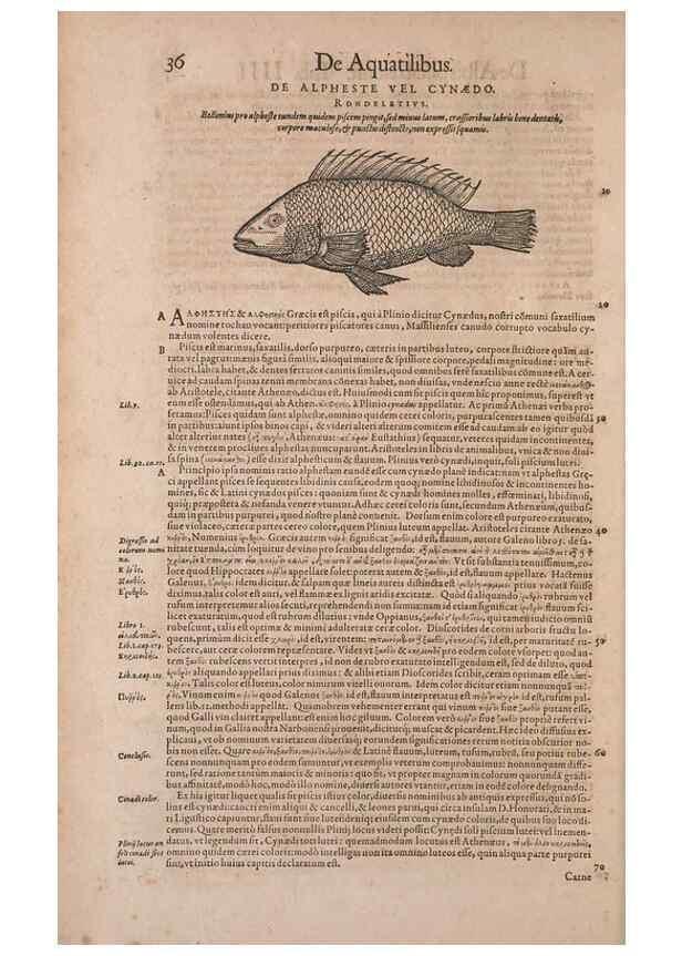 Reproducción/Reproduction 15382766140: Conradi Gesneri medici Tigurini Historiae animalium liber IV :. Francofurti :In Bibliopolio Andreae Cambieri,anno MDCIIII [1604]