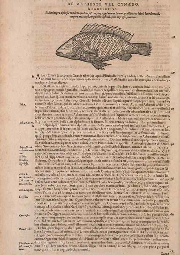 Reproducción/Reproduction 15382766140: Conradi Gesneri medici Tigurini Historiae animalium liber IV :. Francofurti :In Bibliopolio Andreae Cambieri,anno MDCIIII [1604]