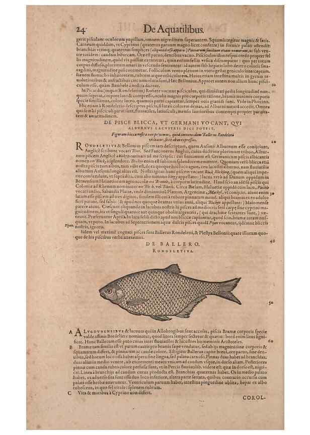 Reproducción/Reproduction 14947631194: Conradi Gesneri medici Tigurini Historiae animalium liber IV :. Francofurti :In Bibliopolio Andreae Cambieri,anno MDCIIII [1604]