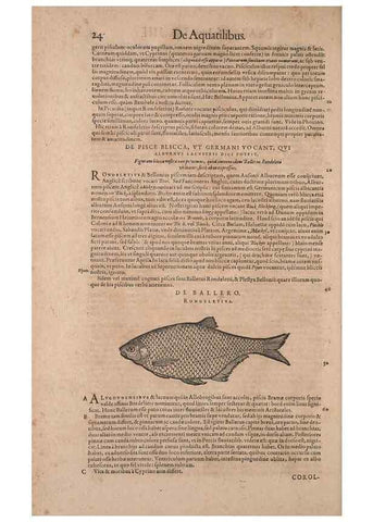 Reproducción/Reproduction 14947631194: Conradi Gesneri medici Tigurini Historiae animalium liber IV :. Francofurti :In Bibliopolio Andreae Cambieri,anno MDCIIII [1604]