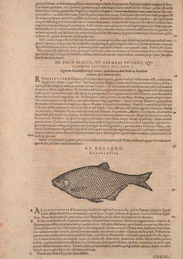 Reproducción/Reproduction 14947631194: Conradi Gesneri medici Tigurini Historiae animalium liber IV :. Francofurti :In Bibliopolio Andreae Cambieri,anno MDCIIII [1604]