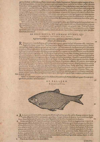 Reproducción/Reproduction 14947631194: Conradi Gesneri medici Tigurini Historiae animalium liber IV :. Francofurti :In Bibliopolio Andreae Cambieri,anno MDCIIII [1604]
