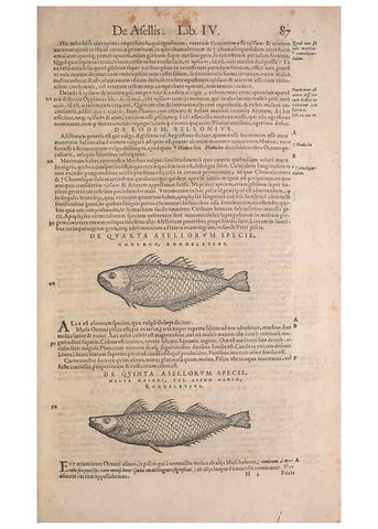 Reproducción/Reproduction 15382290658: Conradi Gesneri medici Tigurini Historiae animalium liber IV :. Francofurti :In Bibliopolio Andreae Cambieri,anno MDCIIII [1604]