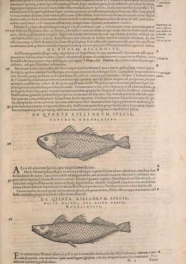 Reproducción/Reproduction 15382290658: Conradi Gesneri medici Tigurini Historiae animalium liber IV :. Francofurti :In Bibliopolio Andreae Cambieri,anno MDCIIII [1604]