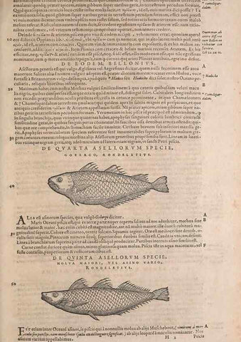 Reproducción/Reproduction 15382290658: Conradi Gesneri medici Tigurini Historiae animalium liber IV :. Francofurti :In Bibliopolio Andreae Cambieri,anno MDCIIII [1604]