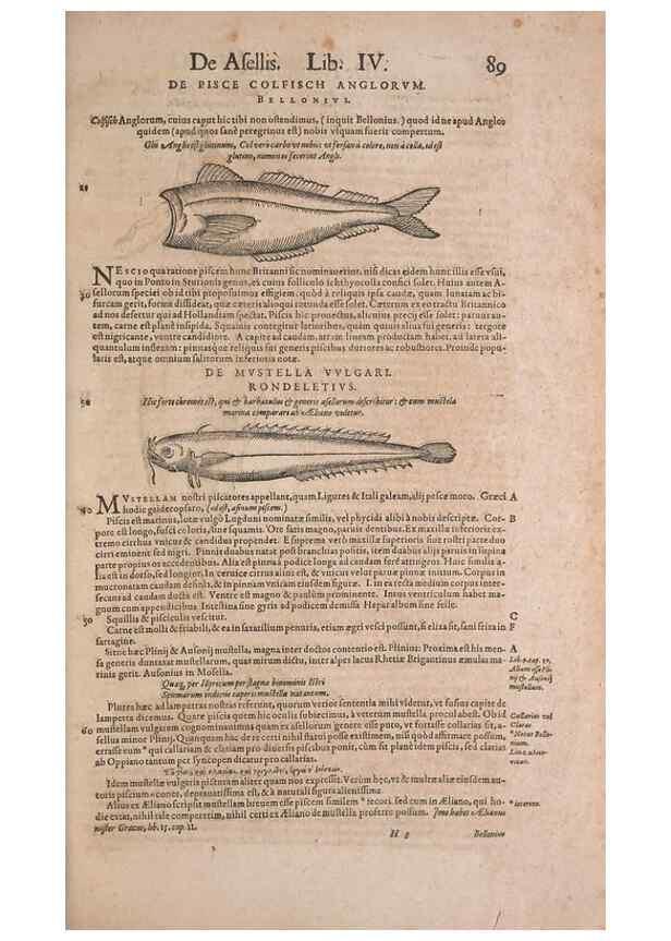 Reproducción/Reproduction 15544745816: Conradi Gesneri medici Tigurini Historiae animalium liber IV :. Francofurti :In Bibliopolio Andreae Cambieri,anno MDCIIII [1604]