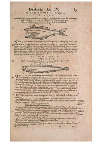 Reproducción/Reproduction 15544745816: Conradi Gesneri medici Tigurini Historiae animalium liber IV :. Francofurti :In Bibliopolio Andreae Cambieri,anno MDCIIII [1604]