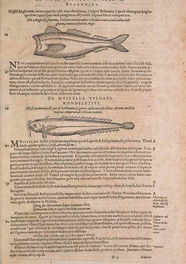 Reproducción/Reproduction 15544745816: Conradi Gesneri medici Tigurini Historiae animalium liber IV :. Francofurti :In Bibliopolio Andreae Cambieri,anno MDCIIII [1604]