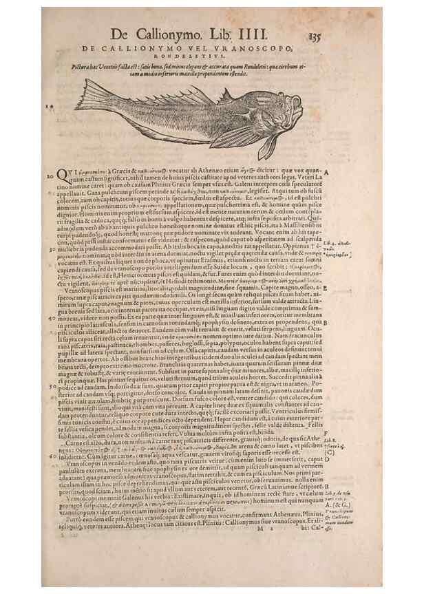 Reproducción/Reproduction 15565821781: Conradi Gesneri medici Tigurini Historiae animalium liber IV :. Francofurti :In Bibliopolio Andreae Cambieri,anno MDCIIII [1604]