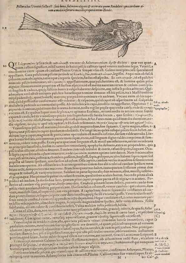 Reproducción/Reproduction 15565821781: Conradi Gesneri medici Tigurini Historiae animalium liber IV :. Francofurti :In Bibliopolio Andreae Cambieri,anno MDCIIII [1604]