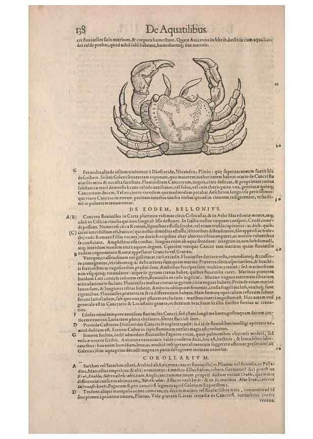 Reproducción/Reproduction 15565823691: Conradi Gesneri medici Tigurini Historiae animalium liber IV :. Francofurti :In Bibliopolio Andreae Cambieri,anno MDCIIII [1604]