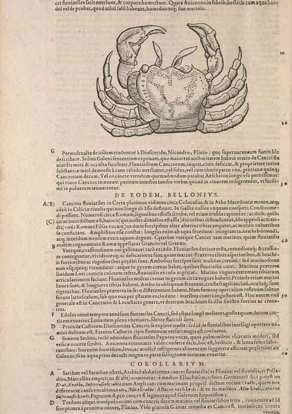 Reproducción/Reproduction 15565823691: Conradi Gesneri medici Tigurini Historiae animalium liber IV :. Francofurti :In Bibliopolio Andreae Cambieri,anno MDCIIII [1604]