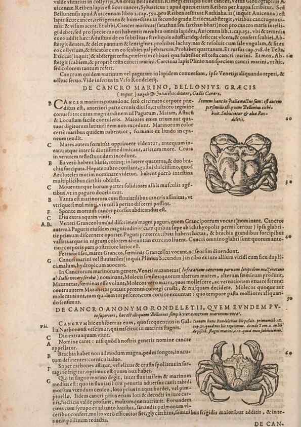 Reproducción/Reproduction 14947743514: Conradi Gesneri medici Tigurini Historiae animalium liber IV :. Francofurti :In Bibliopolio Andreae Cambieri,anno MDCIIII [1604]