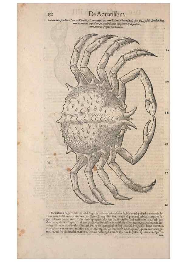 Reproducción/Reproduction 15382868070: Conradi Gesneri medici Tigurini Historiae animalium liber IV :. Francofurti :In Bibliopolio Andreae Cambieri,anno MDCIIII [1604]