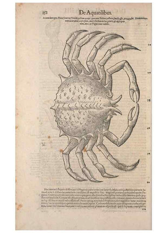 Reproducción/Reproduction 15382868070: Conradi Gesneri medici Tigurini Historiae animalium liber IV :. Francofurti :In Bibliopolio Andreae Cambieri,anno MDCIIII [1604]