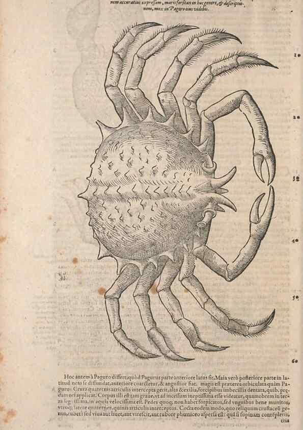 Reproducción/Reproduction 15382868070: Conradi Gesneri medici Tigurini Historiae animalium liber IV :. Francofurti :In Bibliopolio Andreae Cambieri,anno MDCIIII [1604]