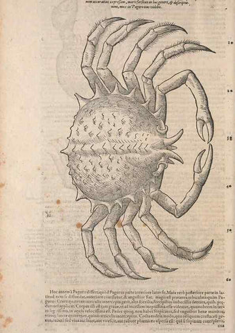 Reproducción/Reproduction 15382868070: Conradi Gesneri medici Tigurini Historiae animalium liber IV :. Francofurti :In Bibliopolio Andreae Cambieri,anno MDCIIII [1604]