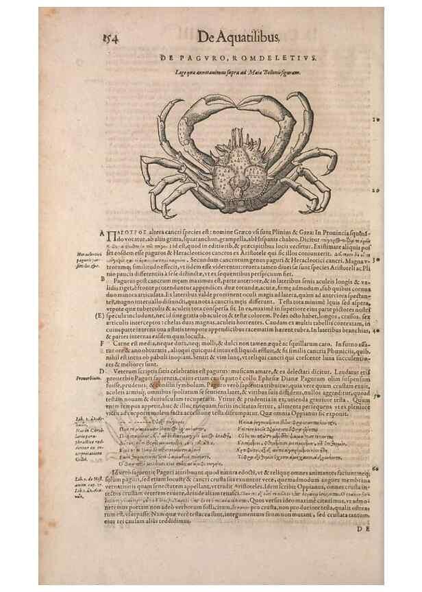 Reproducción/Reproduction 15569339852: Conradi Gesneri medici Tigurini Historiae animalium liber IV :. Francofurti :In Bibliopolio Andreae Cambieri,anno MDCIIII [1604]
