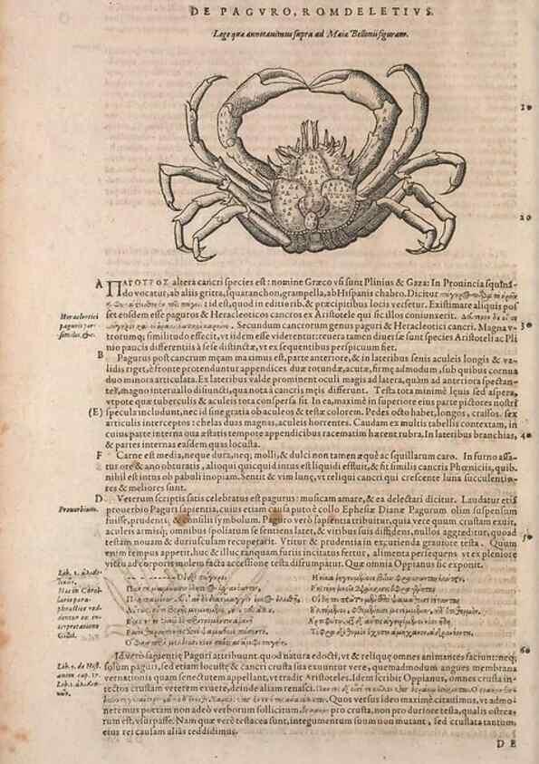 Reproducción/Reproduction 15569339852: Conradi Gesneri medici Tigurini Historiae animalium liber IV :. Francofurti :In Bibliopolio Andreae Cambieri,anno MDCIIII [1604]