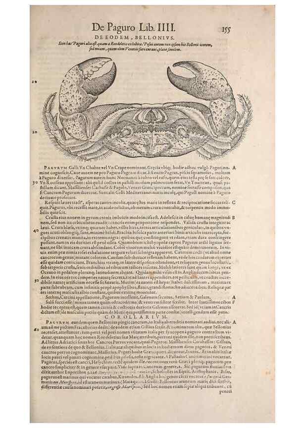 Reproducción/Reproduction 14948330483: Conradi Gesneri medici Tigurini Historiae animalium liber IV :. Francofurti :In Bibliopolio Andreae Cambieri,anno MDCIIII [1604]