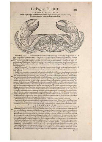 Reproducción/Reproduction 14948330483: Conradi Gesneri medici Tigurini Historiae animalium liber IV :. Francofurti :In Bibliopolio Andreae Cambieri,anno MDCIIII [1604]