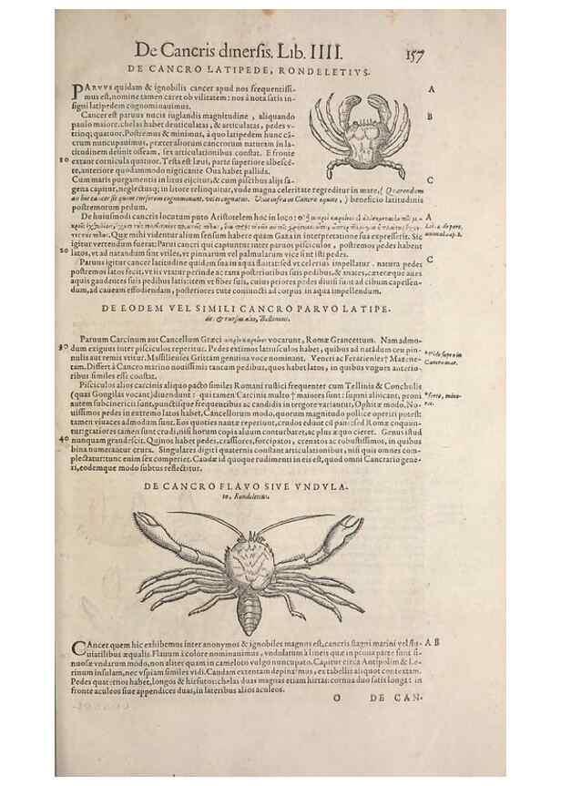 Reproducción/Reproduction 15565836881: Conradi Gesneri medici Tigurini Historiae animalium liber IV :. Francofurti :In Bibliopolio Andreae Cambieri,anno MDCIIII [1604]