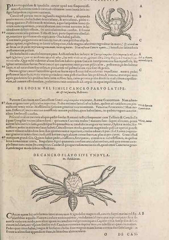 Reproducción/Reproduction 15565836881: Conradi Gesneri medici Tigurini Historiae animalium liber IV :. Francofurti :In Bibliopolio Andreae Cambieri,anno MDCIIII [1604]