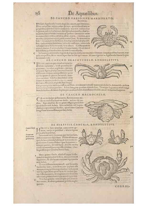 Reproducción/Reproduction 15382356648: Conradi Gesneri medici Tigurini Historiae animalium liber IV :. Francofurti :In Bibliopolio Andreae Cambieri,anno MDCIIII [1604]