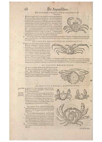 Reproducción/Reproduction 15382356648: Conradi Gesneri medici Tigurini Historiae animalium liber IV :. Francofurti :In Bibliopolio Andreae Cambieri,anno MDCIIII [1604]