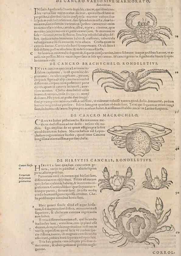 Reproducción/Reproduction 15382356648: Conradi Gesneri medici Tigurini Historiae animalium liber IV :. Francofurti :In Bibliopolio Andreae Cambieri,anno MDCIIII [1604]