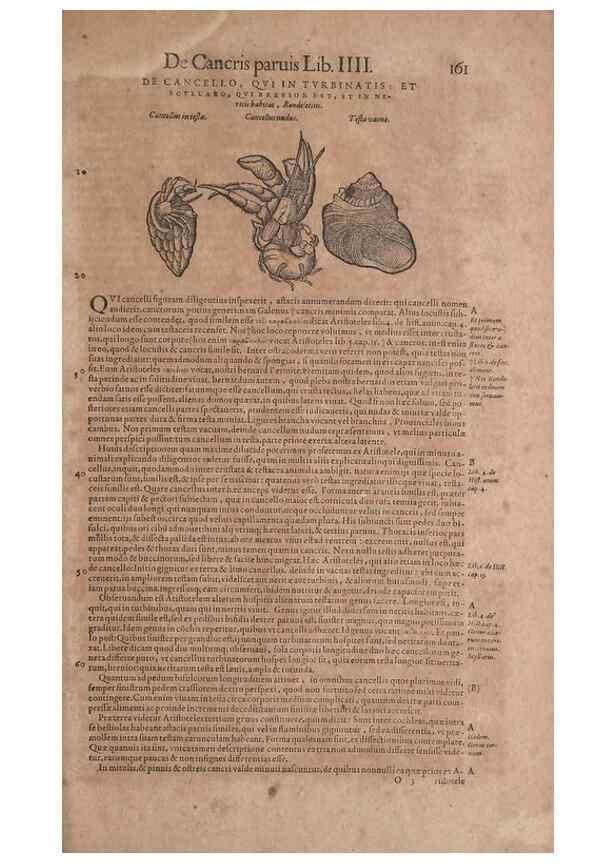 Reproducción/Reproduction 15381876259: Conradi Gesneri medici Tigurini Historiae animalium liber IV :. Francofurti :In Bibliopolio Andreae Cambieri,anno MDCIIII [1604]