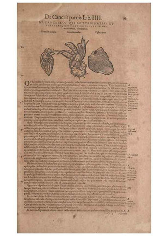 Reproducción/Reproduction 15381876259: Conradi Gesneri medici Tigurini Historiae animalium liber IV :. Francofurti :In Bibliopolio Andreae Cambieri,anno MDCIIII [1604]