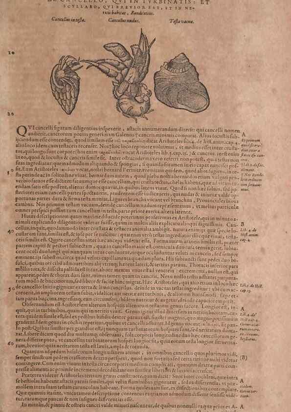 Reproducción/Reproduction 15381876259: Conradi Gesneri medici Tigurini Historiae animalium liber IV :. Francofurti :In Bibliopolio Andreae Cambieri,anno MDCIIII [1604]
