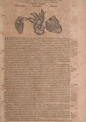 Reproducción/Reproduction 15381876259: Conradi Gesneri medici Tigurini Historiae animalium liber IV :. Francofurti :In Bibliopolio Andreae Cambieri,anno MDCIIII [1604]