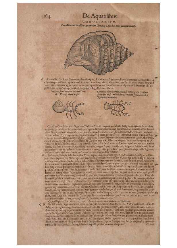 Reproducción/Reproduction 15382504487: Conradi Gesneri medici Tigurini Historiae animalium liber IV :. Francofurti :In Bibliopolio Andreae Cambieri,anno MDCIIII [1604]