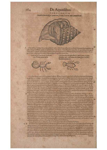 Reproducción/Reproduction 15382504487: Conradi Gesneri medici Tigurini Historiae animalium liber IV :. Francofurti :In Bibliopolio Andreae Cambieri,anno MDCIIII [1604]
