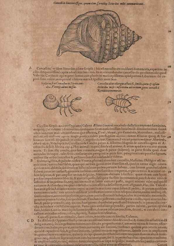Reproducción/Reproduction 15382504487: Conradi Gesneri medici Tigurini Historiae animalium liber IV :. Francofurti :In Bibliopolio Andreae Cambieri,anno MDCIIII [1604]