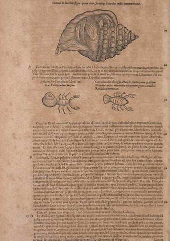 Reproducción/Reproduction 15382504487: Conradi Gesneri medici Tigurini Historiae animalium liber IV :. Francofurti :In Bibliopolio Andreae Cambieri,anno MDCIIII [1604]