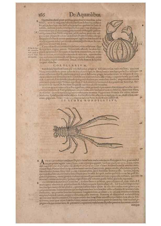 Reproducción/Reproduction 14948341683: Conradi Gesneri medici Tigurini Historiae animalium liber IV :. Francofurti :In Bibliopolio Andreae Cambieri,anno MDCIIII [1604]