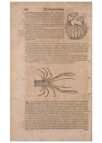 Reproducción/Reproduction 14948341683: Conradi Gesneri medici Tigurini Historiae animalium liber IV :. Francofurti :In Bibliopolio Andreae Cambieri,anno MDCIIII [1604]