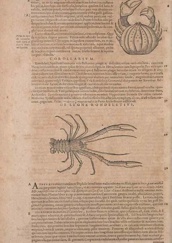 Reproducción/Reproduction 14948341683: Conradi Gesneri medici Tigurini Historiae animalium liber IV :. Francofurti :In Bibliopolio Andreae Cambieri,anno MDCIIII [1604]