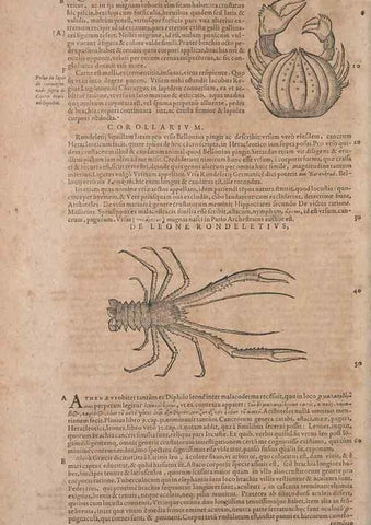 Reproducción/Reproduction 14948341683: Conradi Gesneri medici Tigurini Historiae animalium liber IV :. Francofurti :In Bibliopolio Andreae Cambieri,anno MDCIIII [1604]