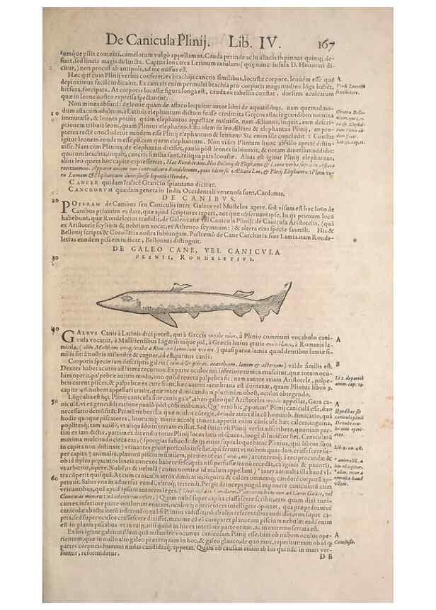 Reproducción/Reproduction 14948343483: Conradi Gesneri medici Tigurini Historiae animalium liber IV :. Francofurti :In Bibliopolio Andreae Cambieri,anno MDCIIII [1604]