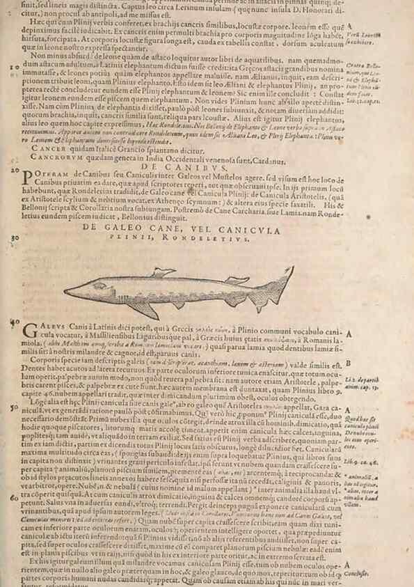 Reproducción/Reproduction 14948343483: Conradi Gesneri medici Tigurini Historiae animalium liber IV :. Francofurti :In Bibliopolio Andreae Cambieri,anno MDCIIII [1604]