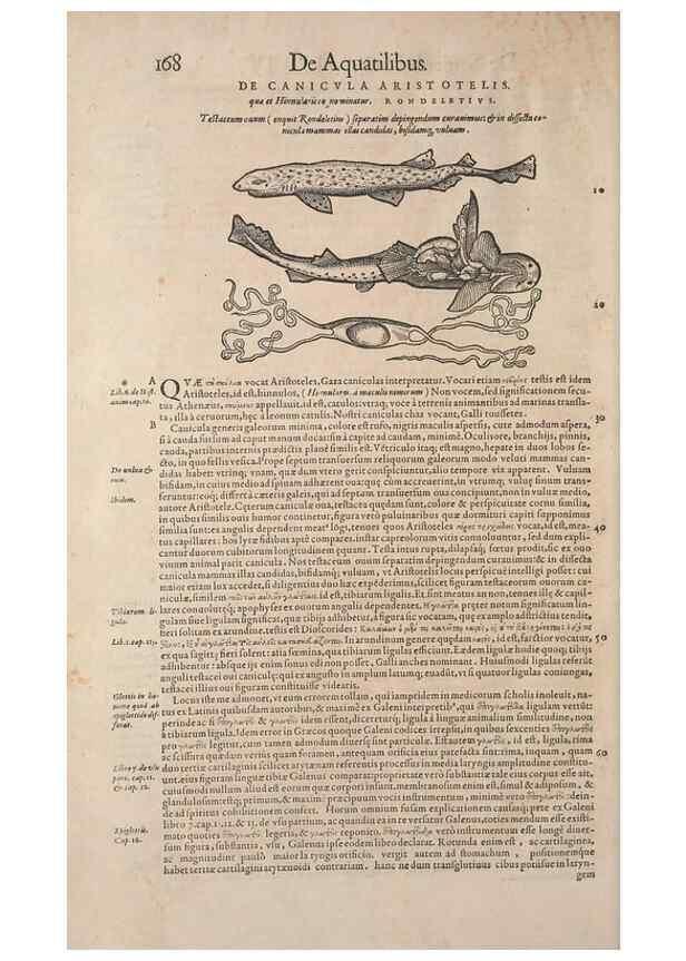 Reproducción/Reproduction 14947767684: Conradi Gesneri medici Tigurini Historiae animalium liber IV :. Francofurti :In Bibliopolio Andreae Cambieri,anno MDCIIII [1604]