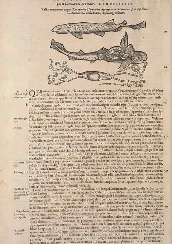 Reproducción/Reproduction 14947767684: Conradi Gesneri medici Tigurini Historiae animalium liber IV :. Francofurti :In Bibliopolio Andreae Cambieri,anno MDCIIII [1604]